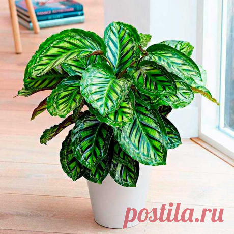 Комнатное растение Калатея (лат. Calathea). В старину листья калатеи нередко использовали для плетения. Отсюда и возникло название рода (греч. kalathos - &quot;корзина&quot;). Высота растения в комнатных условиях может достигать 60 см; длина листьев - около 10 см. Цветение обычно происходит летом. При этом над листьями на высоту 20 см возвышаются прямые вертикальные цветоносы, привлекающие зрители своими красивыми оранжево-красными соцветиями. Размножение производят весной.