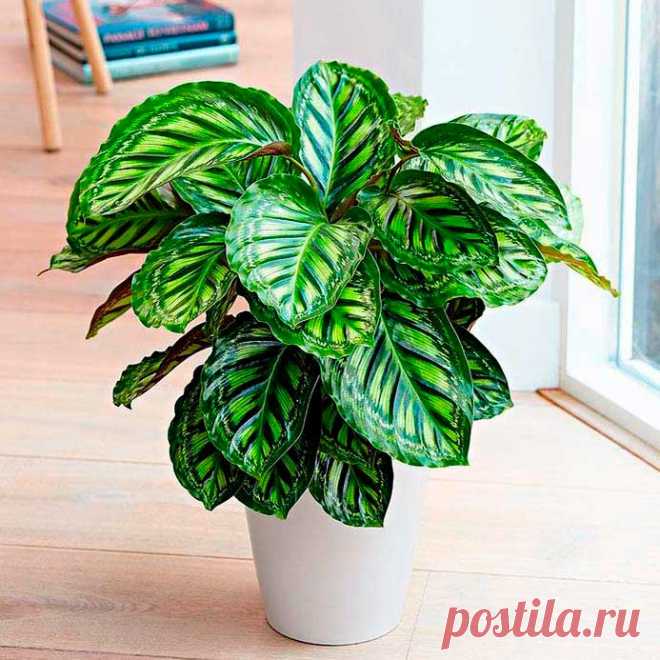 Комнатное растение Калатея (лат. Calathea). В старину листья калатеи нередко использовали для плетения. Отсюда и возникло название рода (греч. kalathos - "корзина"). Высота растения в комнатных условиях может достигать 60 см; длина листьев - около 10 см. Цветение обычно происходит летом. При этом над листьями на высоту 20 см возвышаются прямые вертикальные цветоносы, привлекающие зрители своими красивыми оранжево-красными соцветиями. Размножение производят весной.