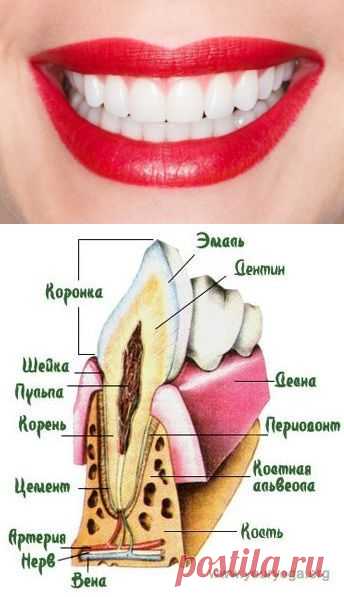 Вырастить новые зубы последователям Родобожия не только можно, но и нужно. | Велемудр
