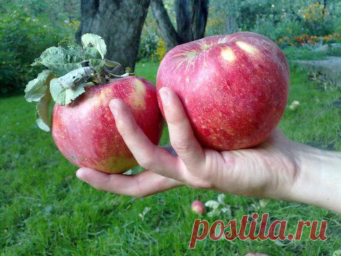 Яблоки-апорт Алма-Атинский