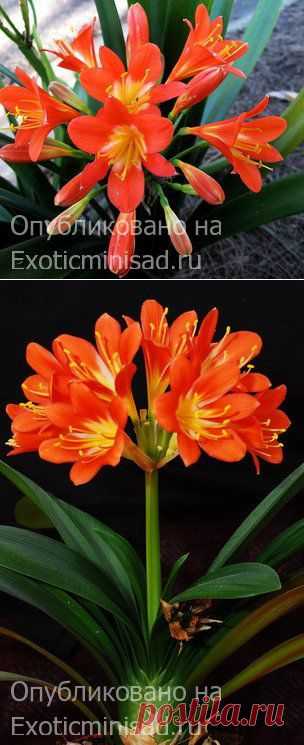 Кливия оранжевая — Clivia miniata | Экзотические комнатные растения