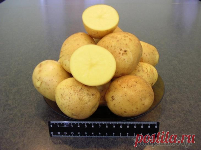 Раннеспелый желтый картофель Гала