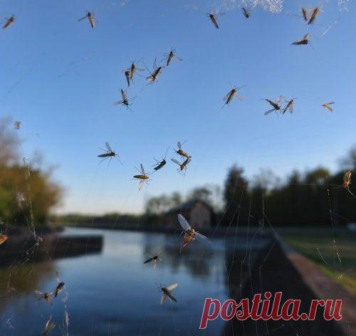 Как самостоятельно сделать безвредную ловушку для комаров