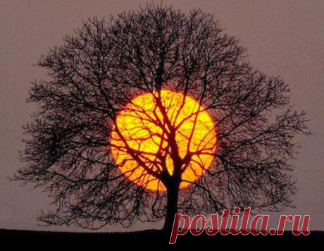 вАлмазе RU - арт.26372 Алмазная мозаика "Дерево на закате" [размер 40*30 см.] - 1870 руб. - под заказ