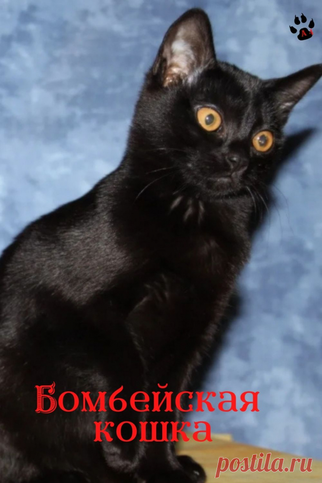 Здравствуйте. Канал Алфавит в 4 лапы . Предлагает вам краткое описание данной породы