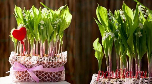 Выгонка ландышей зимой