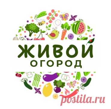 Недооценённый сорняк: что такое сныть и с чем её едят 