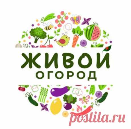 Недооценённый сорняк: что такое сныть и с чем её едят 