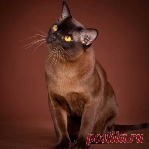 Эти пушистые комочки счастья.