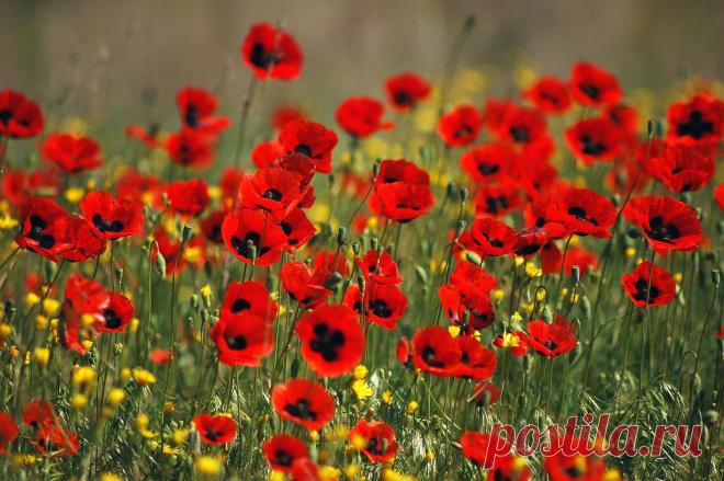 Мой Мир@Mail.Ru