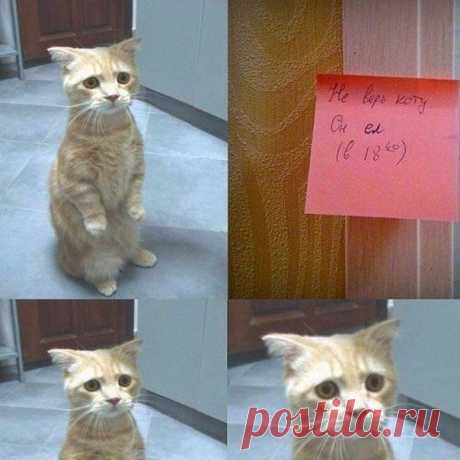 Кот - врунишка ) Жена оставила записку...