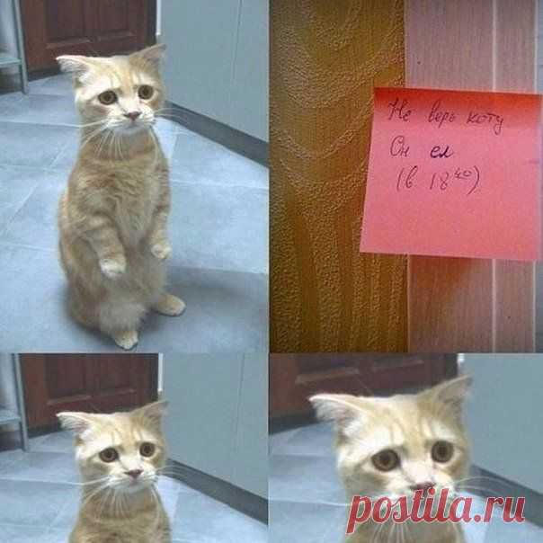 Кот - врунишка ) Жена оставила записку...