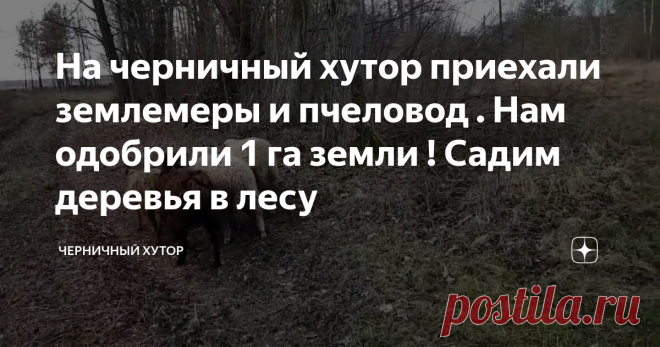 На черничный хутор приехали землемеры и пчеловод . Нам одобрили 1 га земли ! Садим деревья в лесу
