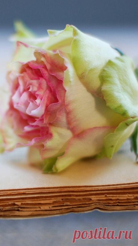 Старая книга с розой.