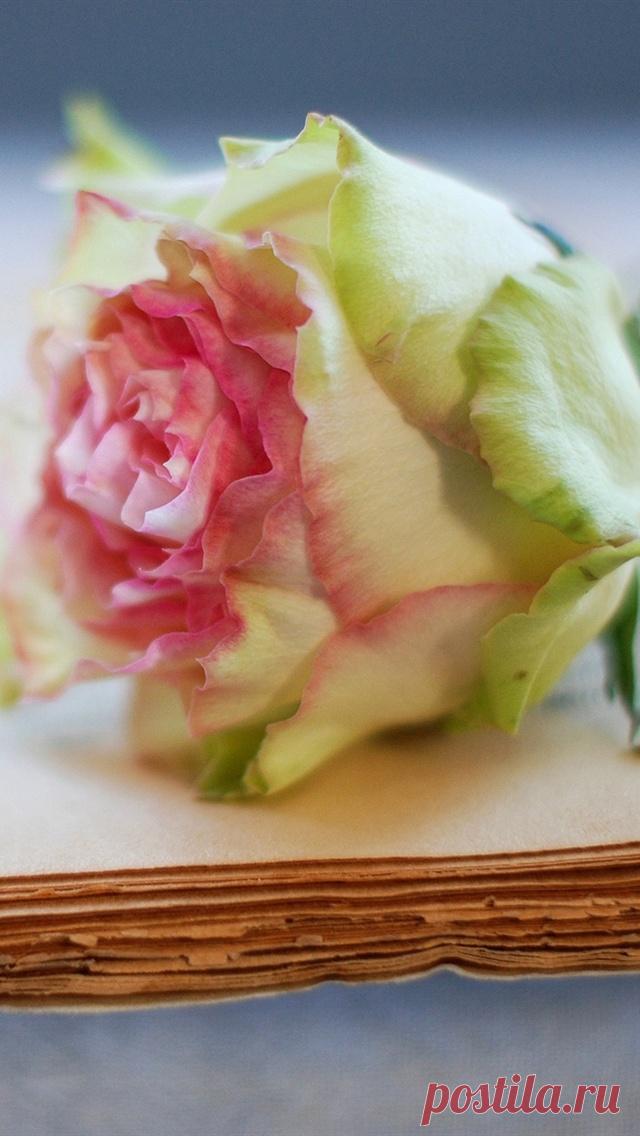 Старая книга с розой.