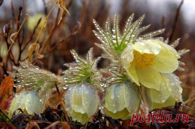 МАКРО-КАПЕЛЬНО...