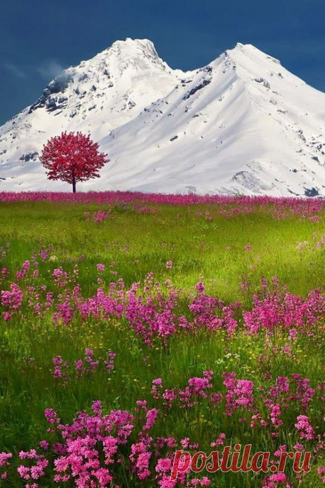Spring, The Alps, Switzerland