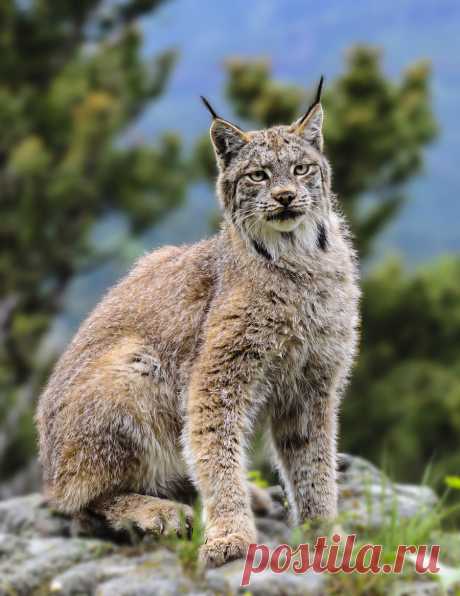 Животные — это ажиотаж — Animalarehype: Lynx от luvi на Flickr.