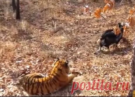 Подружившиеся тигр и козел устроили нешуточную схватку. ВИДЕО
