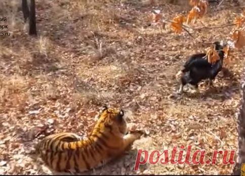 Подружившиеся тигр и козел устроили нешуточную схватку. ВИДЕО
