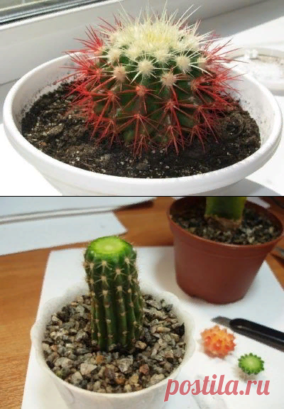 Маммиллярия кактус размножение. Трехгранный кактус подвой. Можно ли отрезать кактус. Черенок кактуса. Можно ли отрезать кактус.
