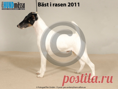 SLÄTHÅRIG FOXTERRIER Namn: SE UCH, US CH LIL'ITCH SEND IN THE CLOWN JE  Ägare: SKOGSBERG JENNY, HÄGERSTEN Uppfödare: HOESMAN SUZANNE, BINGHAM JUDITH, USA