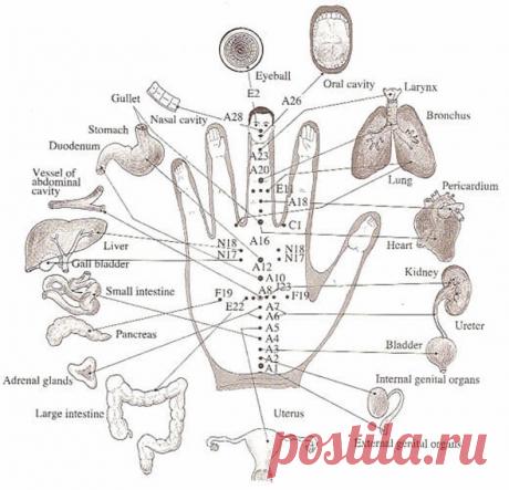 Су-Джок терапия: лечить себя без игл и таблеток На волне всеобщего увлечения натуропатией становится все популярнее иглорефлексотерапия. С ее помощью нас обещают избавить от болей, хронических болезней, лишнего веса… А если нет времени на посещение специалистов, или вас […]
