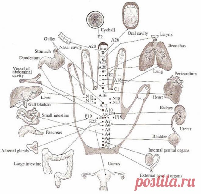 Су-Джок терапия: лечить себя без игл и таблеток На волне всеобщего увлечения натуропатией становится все популярнее иглорефлексотерапия. С ее помощью нас обещают избавить от болей, хронических болезней, лишнего веса… А если нет времени на посещение специалистов, или вас […]
