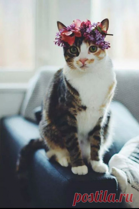 Модный котик