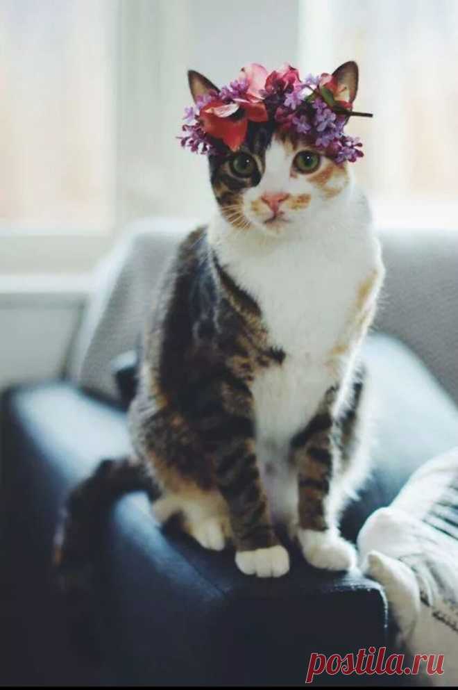 Модный котик