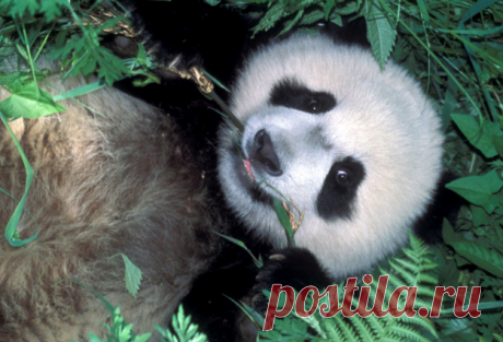 WWF - На какое животное Вы похожи?