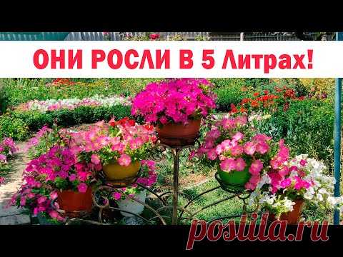 Лучшие ампели в малых объемах! Выращиваем ампельные петунии в горшках от 5 литров