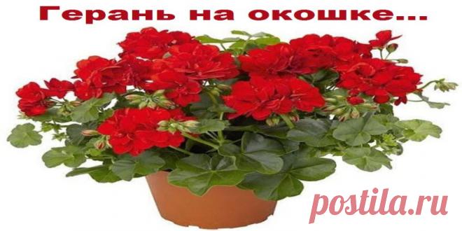 Герань на окошке | Полезные советы