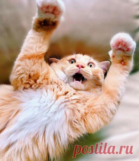 Кототерапия. Подборка забавных фото котов для хорошего настроения. Улыбнитесь! )) | Мечтательная кошка | Яндекс Дзен