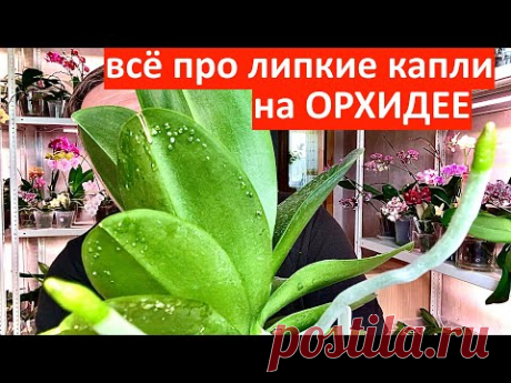 ОРХИДЕИ липкие капли и пятна КАКИЕ от ВРЕДИТЕЛЕЙ а что от ФОТОСИНТЕЗА у орхидей