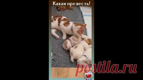 Котики вырастили себе собачек и теперь любят их, как родных