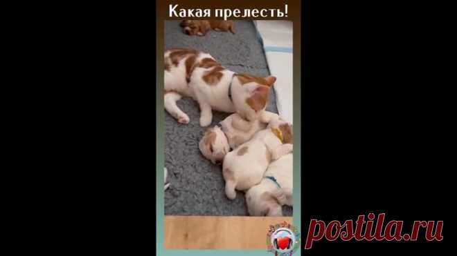 Котики вырастили себе собачек и теперь любят их, как родных