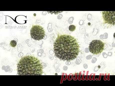Бактерии и возбудители инфекций. Часть 1. / Bacteria and pathogens. Part 1.