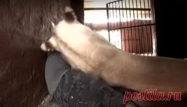 Он зашел в вольер с новорожденными львятами... То, как с ним поступила львица, уму непостижимо! - МирТесен