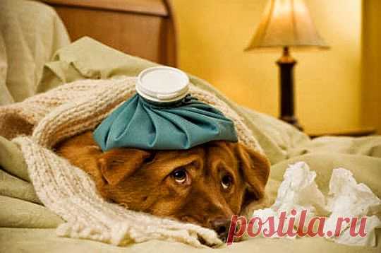 Не боли, моя головушка | Друг пенсионера
Причин появления головной боли очень много. Что касается возникновения синдрома го­ловной боли напряжения, то они чаще всего возникают у офисных работников, которые мало двига­ются и много времени проводят за компьютером.