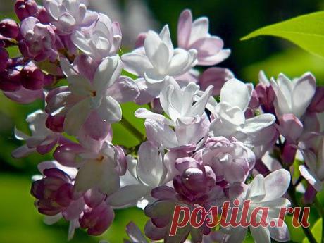 Тараторка — «сиреневое воспоминание» на Яндекс.Фотках