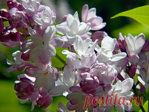 Тараторка — «сиреневое воспоминание» на Яндекс.Фотках