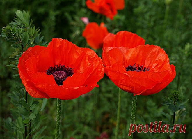 0_2466d_2e49d4ac_XL.jpg (800×578)