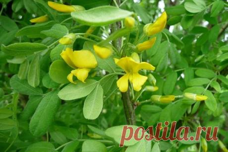 Акация желтая (карагана древовидная)
Карагану повсеместно используют в озеленении для создания плотных живых изгородей, т.к. она быстро разрастается и легко переносит стрижку. В естественной среде вырастает до 5 м в высоту.