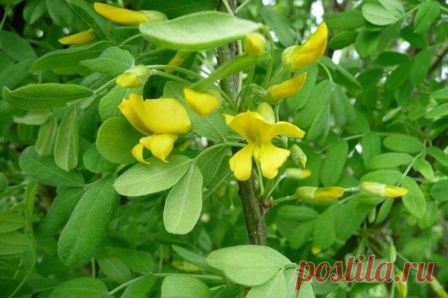 Акация желтая (карагана древовидная)
Карагану повсеместно используют в озеленении для создания плотных живых изгородей, т.к. она быстро разрастается и легко переносит стрижку. В естественной среде вырастает до 5 м в высоту.