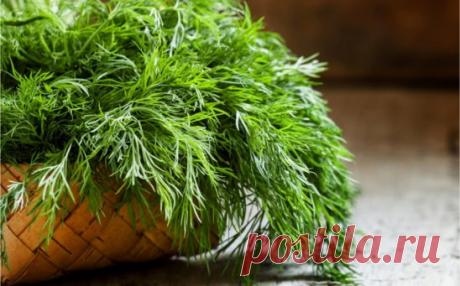 УКРОП ПОЛЕЗНЫЕ СВОЙСТВА!!!
Укроп достаточно быстро удаляет спазмы сосудов желудка и кишечника, борется с бродильными и гнилостными процессами в кишечнике, уменьшает газообразования.
 
Укроп способствует снижению артериального и внутриглазного давления, эффективен при лечении атеросклероза мозговых сосудов, головной боли, почечно- и желчнокаменной болезни.
 
Семена укропа используют для профилактики заболеваний почек. Для приготовления настоя столовую ложку растёртых семян заливают стаканом кипя