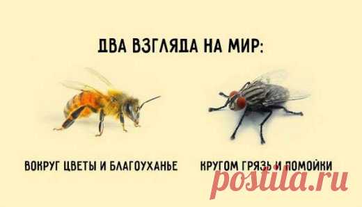 Короткая и мудрая притча о пчеле и мухе