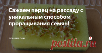 Сажаем перец на рассаду с уникальным способом проращивания семян! Близится февраль 2019 года, и я уже вся в преддверии посадки рассады и новых дачных экспериментов. Пока еще совсем мало продолжительность светового дня я решила обнародовать свои эксперименты (Успешные!) по выращиванию рассады.
Первым на очереди я расскажу о том, как закаливание семян перца при проращивании в кухонной губке позволило вырастить мне небывалую крепкую устойчивую к непогоде и болезням