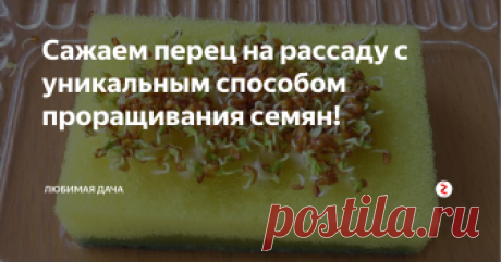 Сажаем перец на рассаду с уникальным способом проращивания семян! Близится февраль 2019 года, и я уже вся в преддверии посадки рассады и новых дачных экспериментов. Пока еще совсем мало продолжительность светового дня я решила обнародовать свои эксперименты (Успешные!) по выращиванию рассады.
Первым на очереди я расскажу о том, как закаливание семян перца при проращивании в кухонной губке позволило вырастить мне небывалую крепкую устойчивую к непогоде и болезням