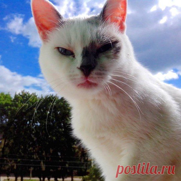 Александр Лебедев ---  Муся и уходящее лето